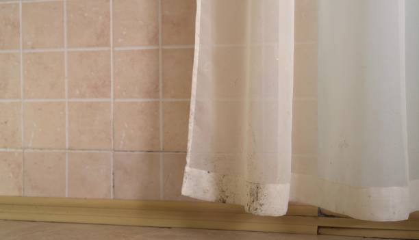 Best Environmental Consulting for Mold Prevention  in Lovell, WY