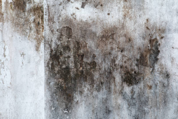 Environmental Consulting for Mold Prevention in Lovell, WY
