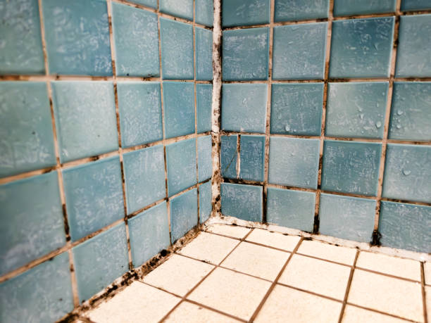 Reliable Lovell, WY Mold Removal Solutions