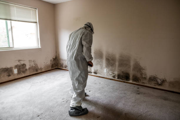 Best Emergency Mold Remediation  in Lovell, WY