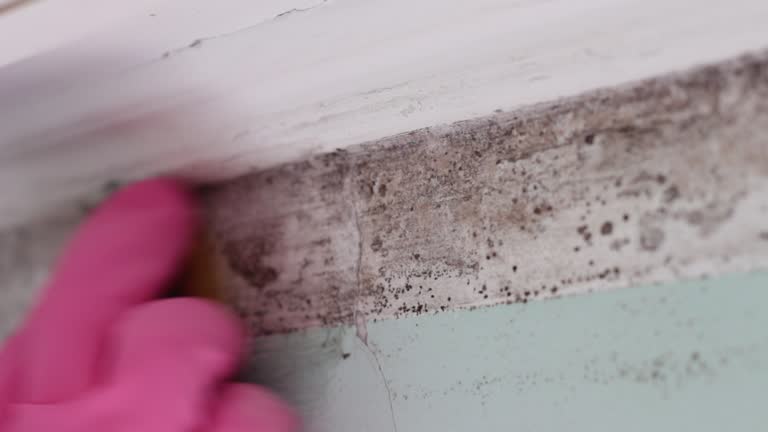 Best Real Estate Mold Inspection  in Lovell, WY